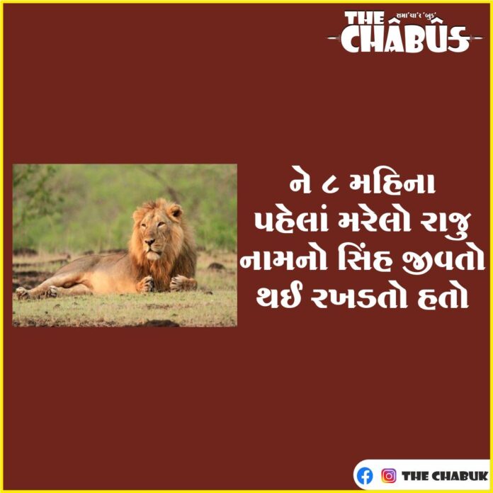 Gir Lion