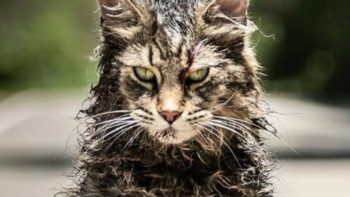 cat
