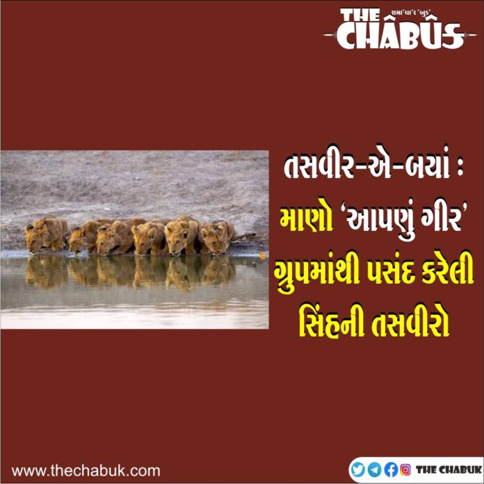 lion