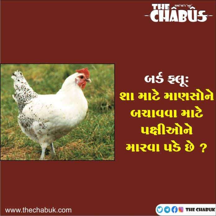 bird flu