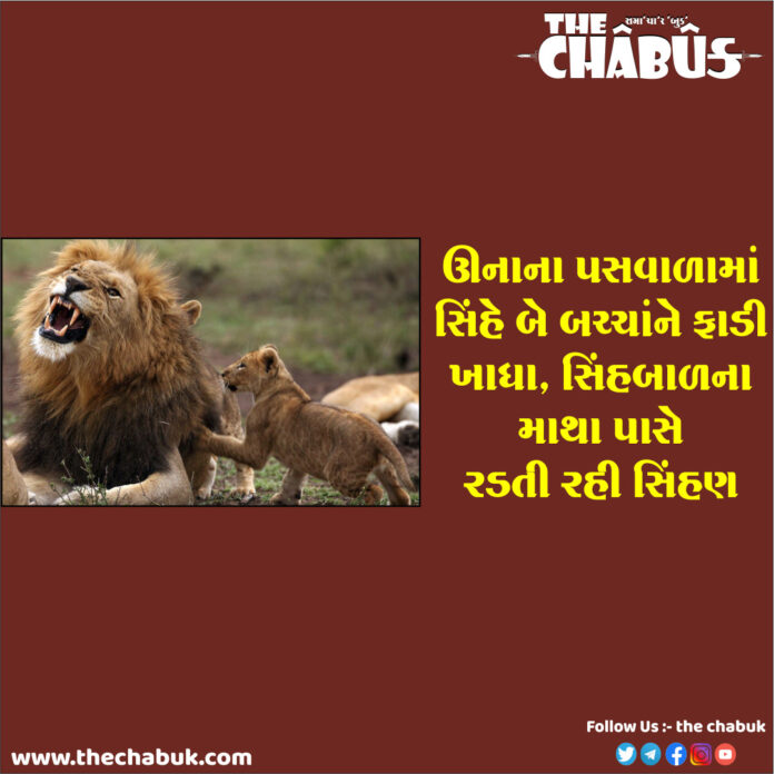 lion