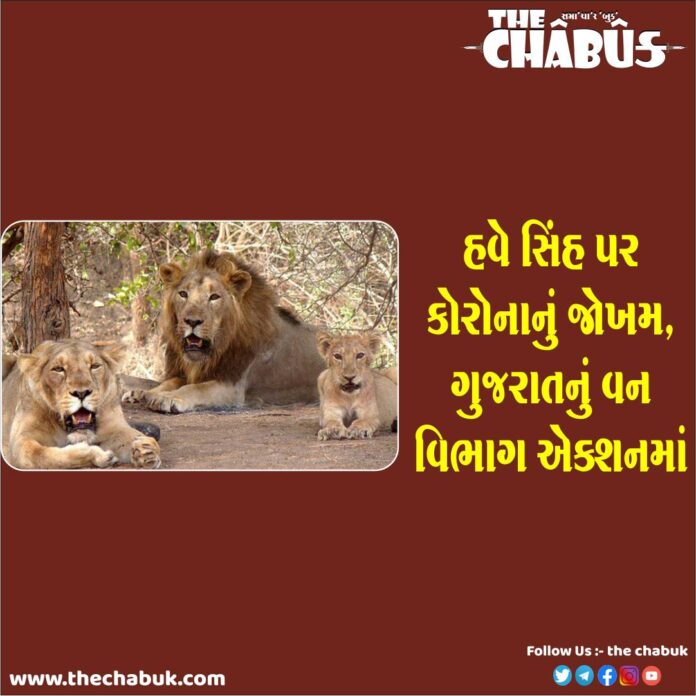 lion