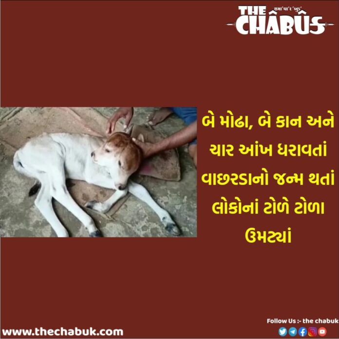 Calf