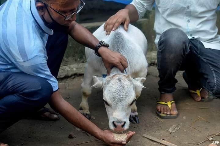 cow-1