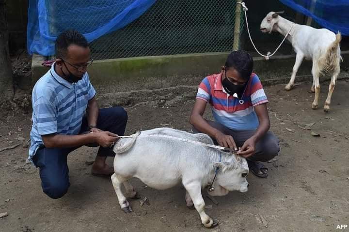 Cow 2