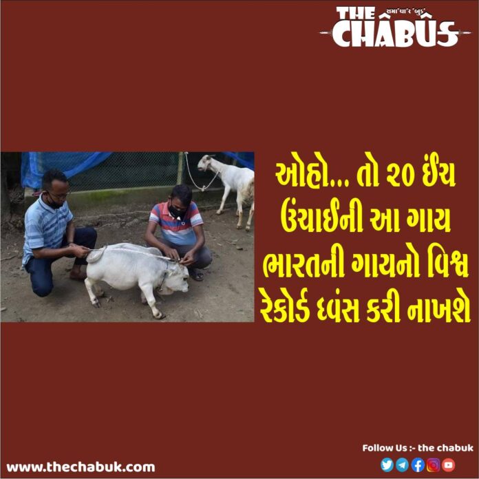 Cow