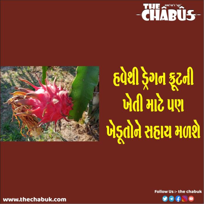 Dragon Fruit Cultivation