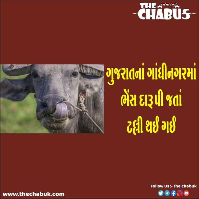 Gujarat Gandhinagar Buffalo Drink Alcohol