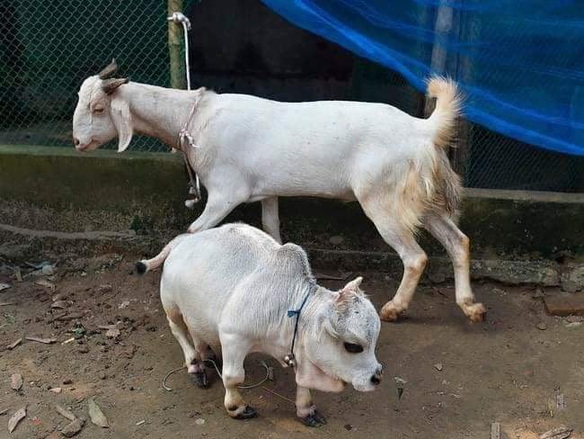 cow 4