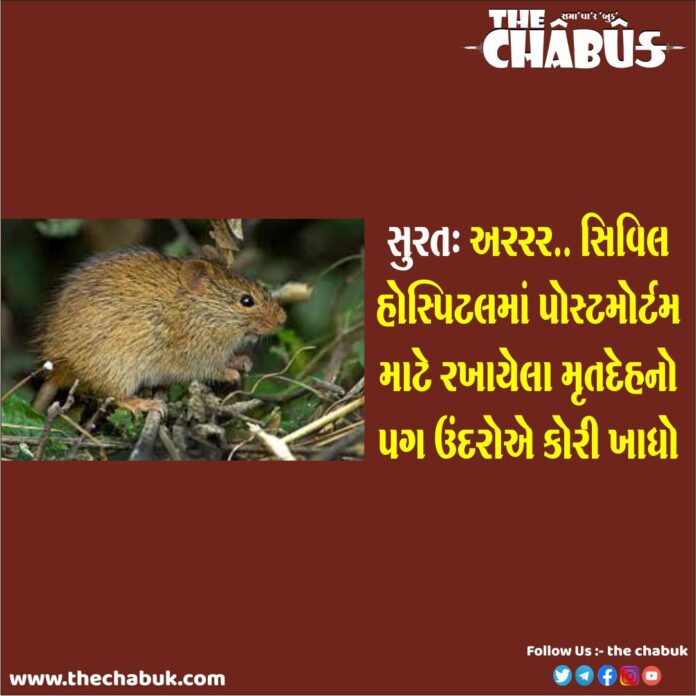 Gujarat Surat Civil Hospital Rat Eats Dead Womans Leg In Postmortem Room