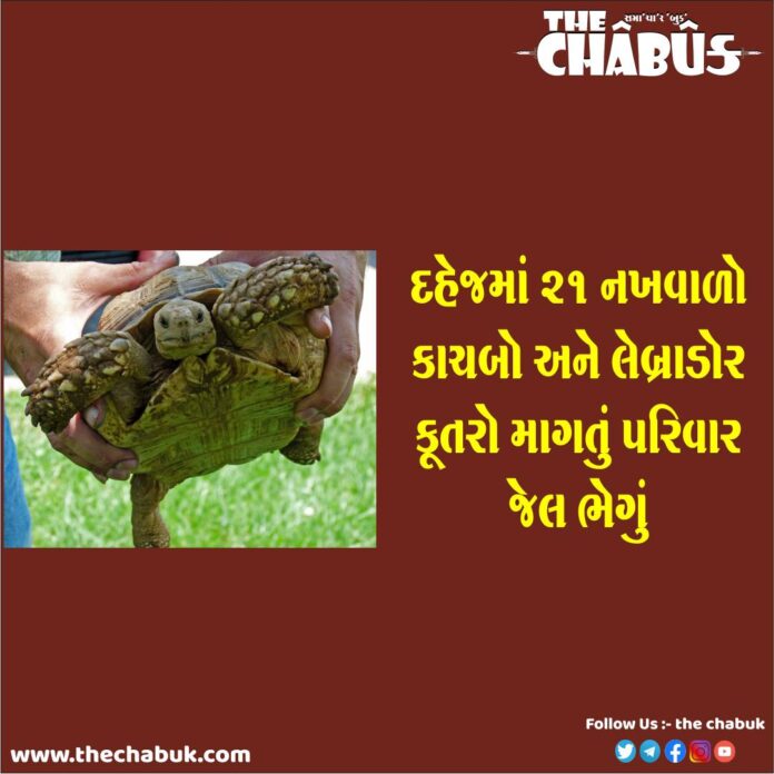 india maharashtra Combine a family jail with 21 clawed tortoises and a Labrador dog in dowry