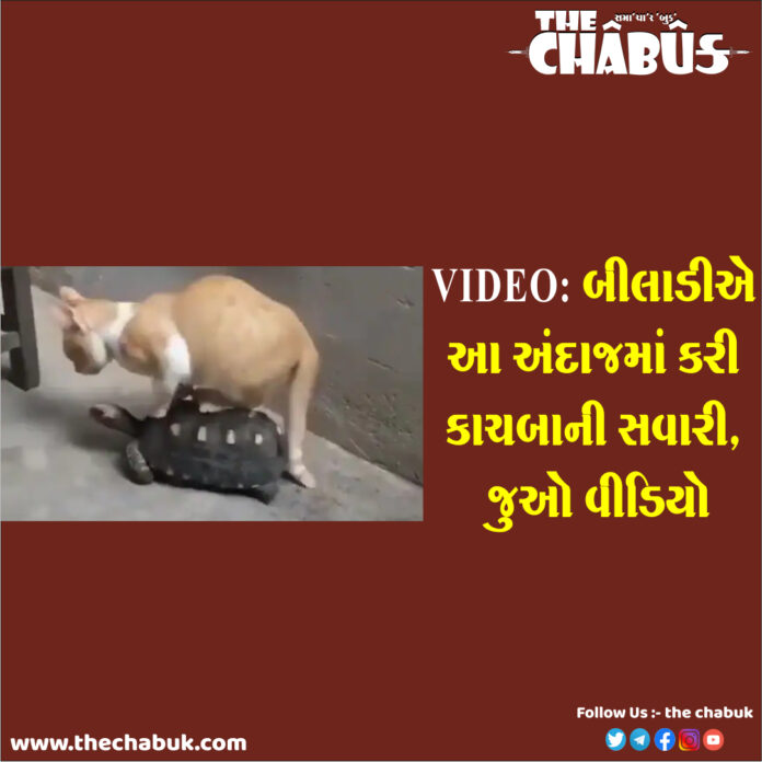 cat ride
