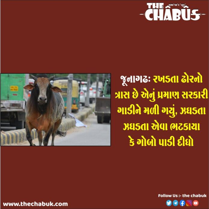 junagadh dhor