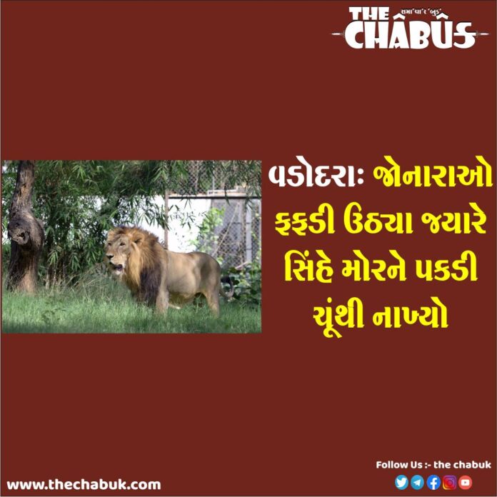 vadodara lion