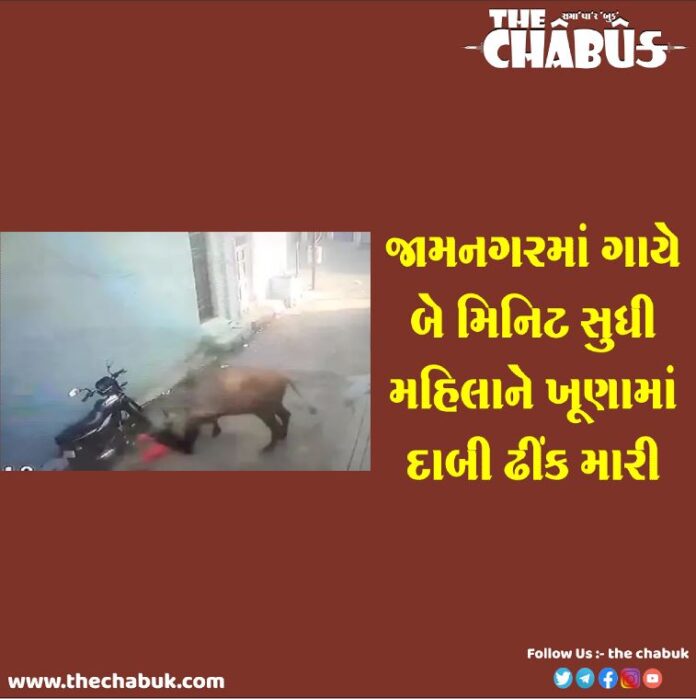 jamnagar cow