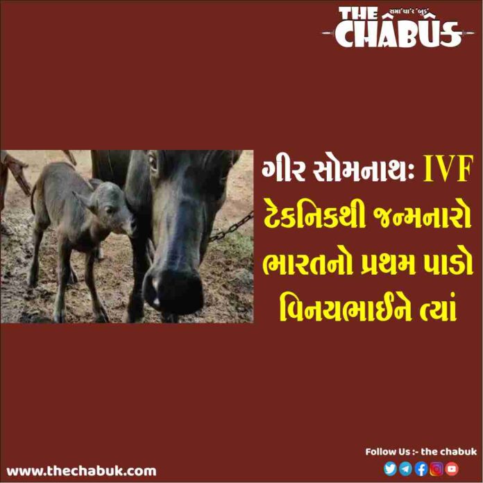 IVF