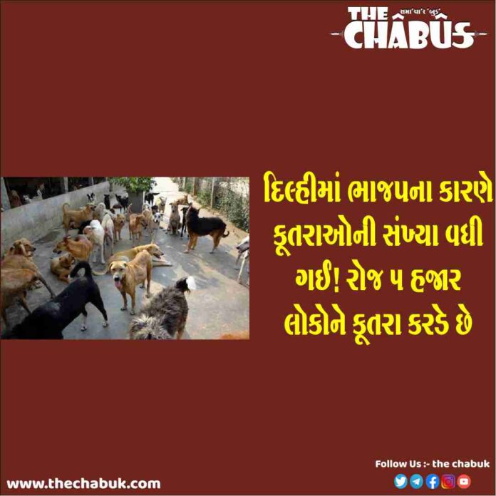 delhi dog