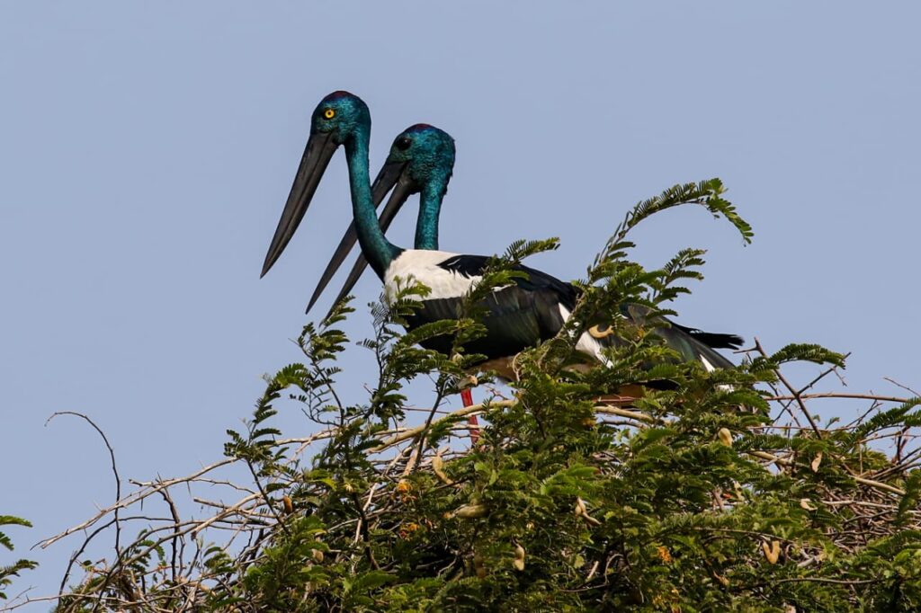 ઢોંક પક્ષી