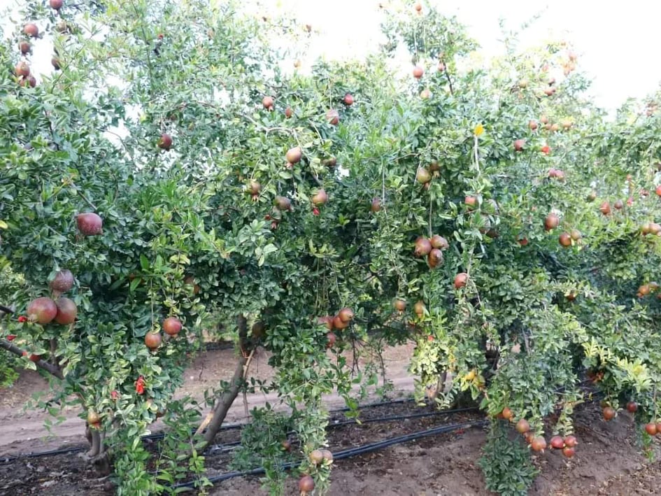 Pomegranate