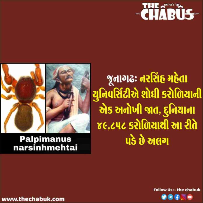 Narsingh Mehtai Spider