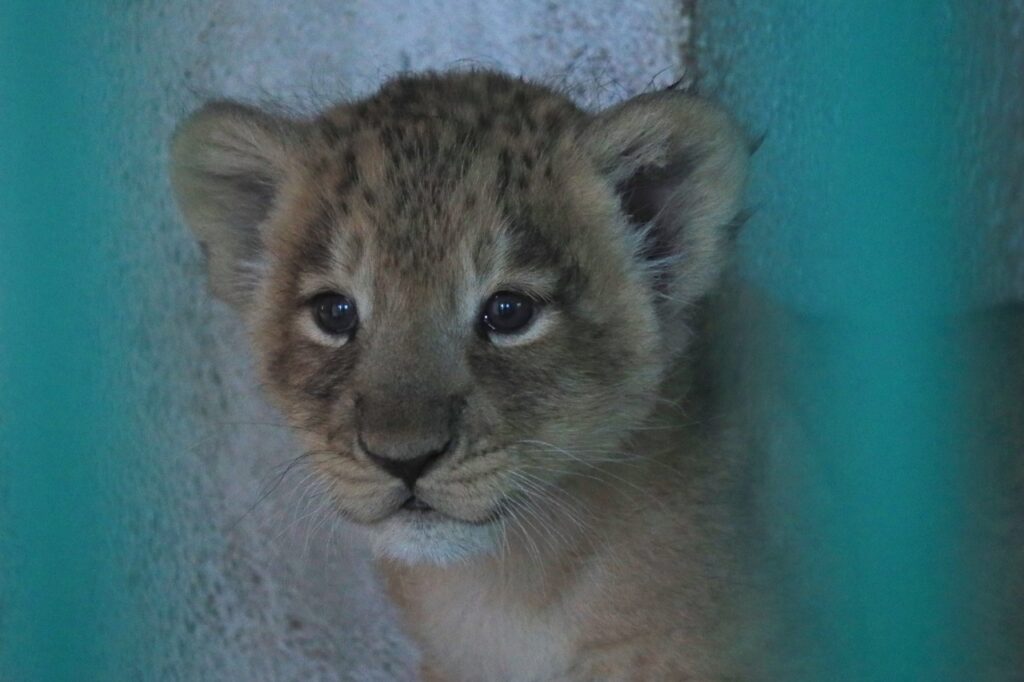 Lion