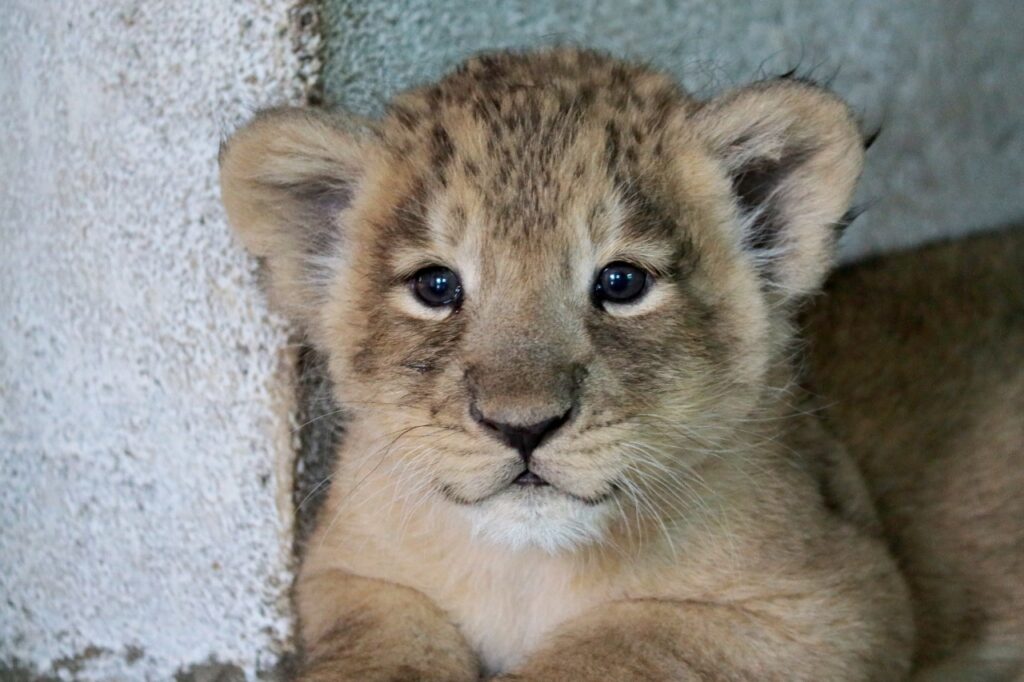 Lion
