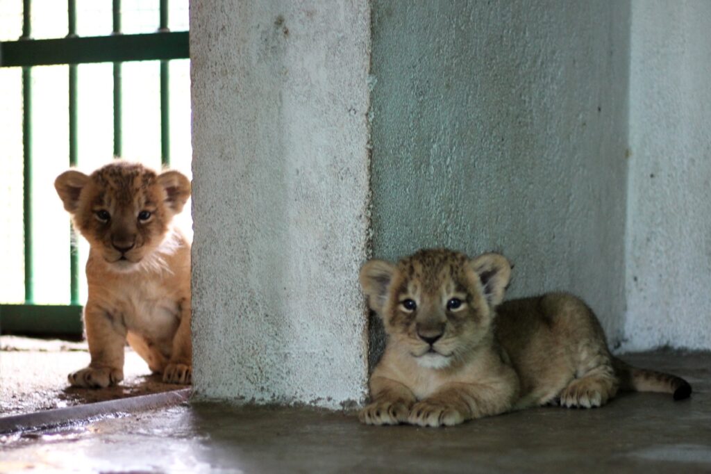 Lion