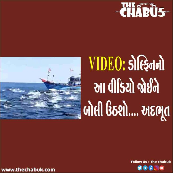 dolphin video