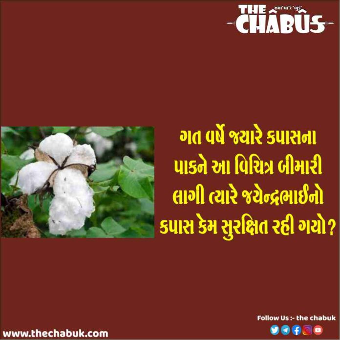 jayendrabhai cotton farmer