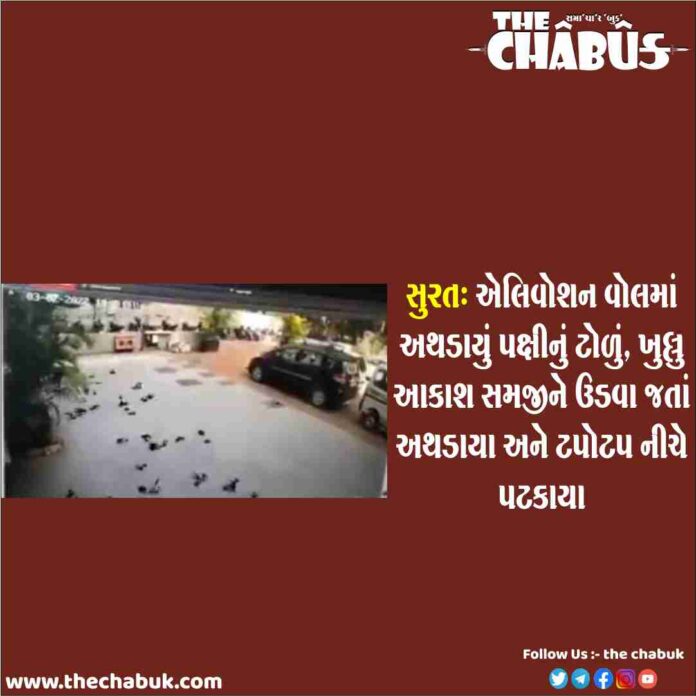 surat bird death