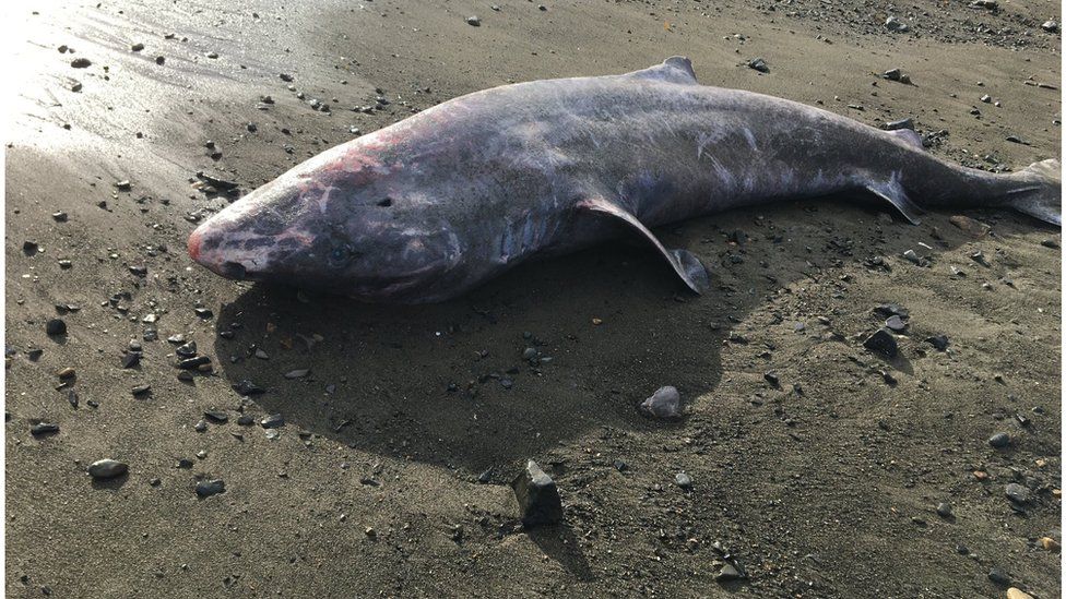 Shark