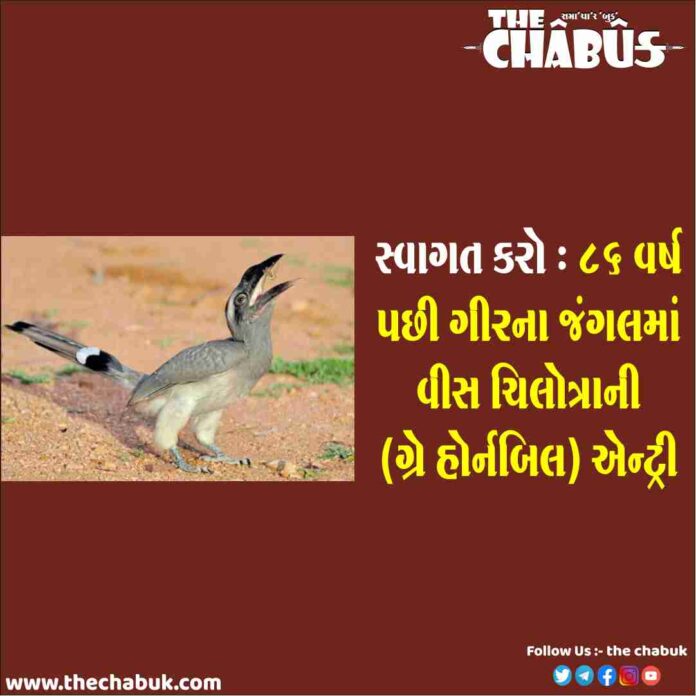 Gray Hornbill