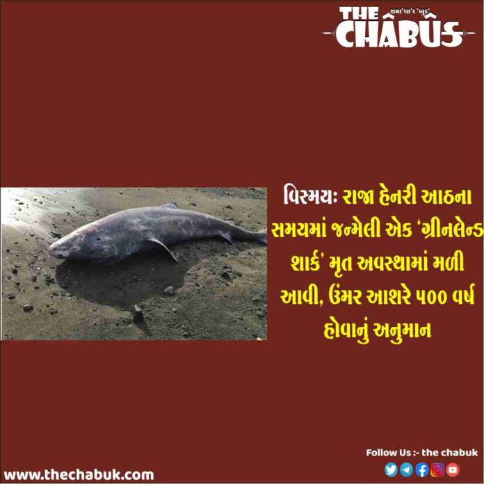 Greenland Shark
