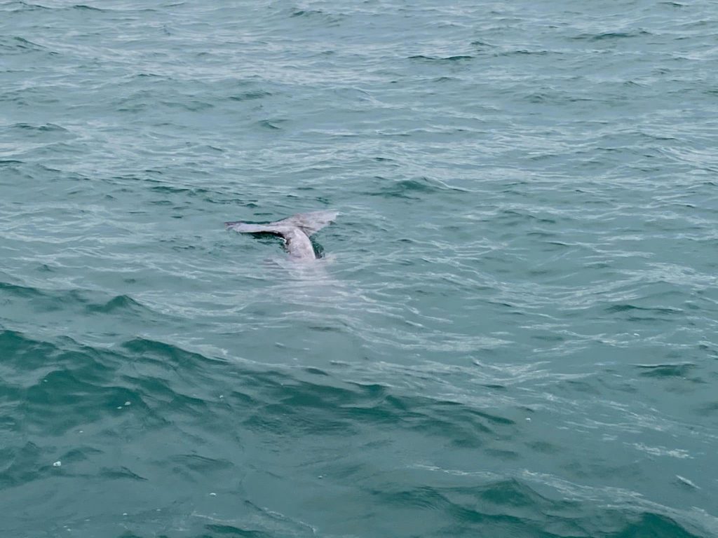 Shark