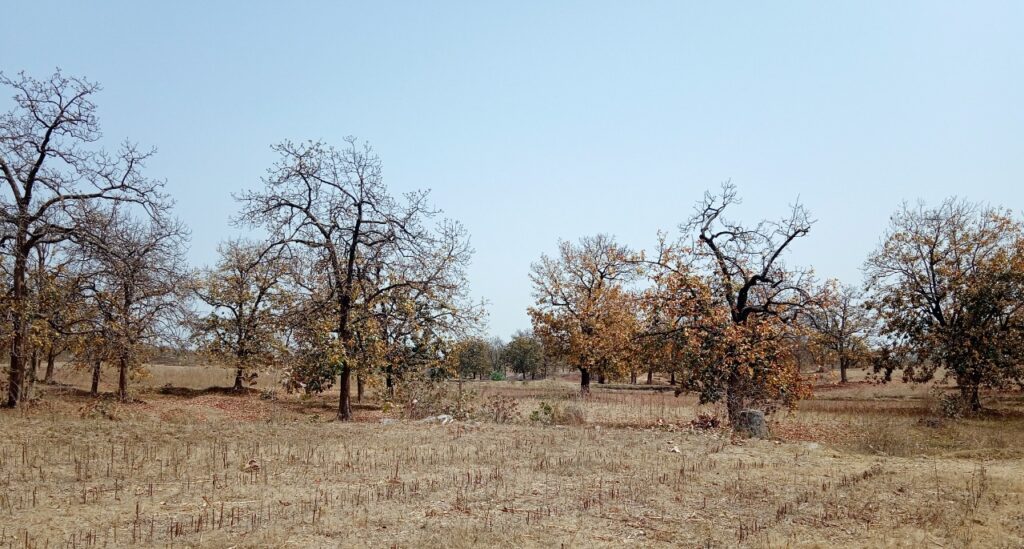 Mahudo