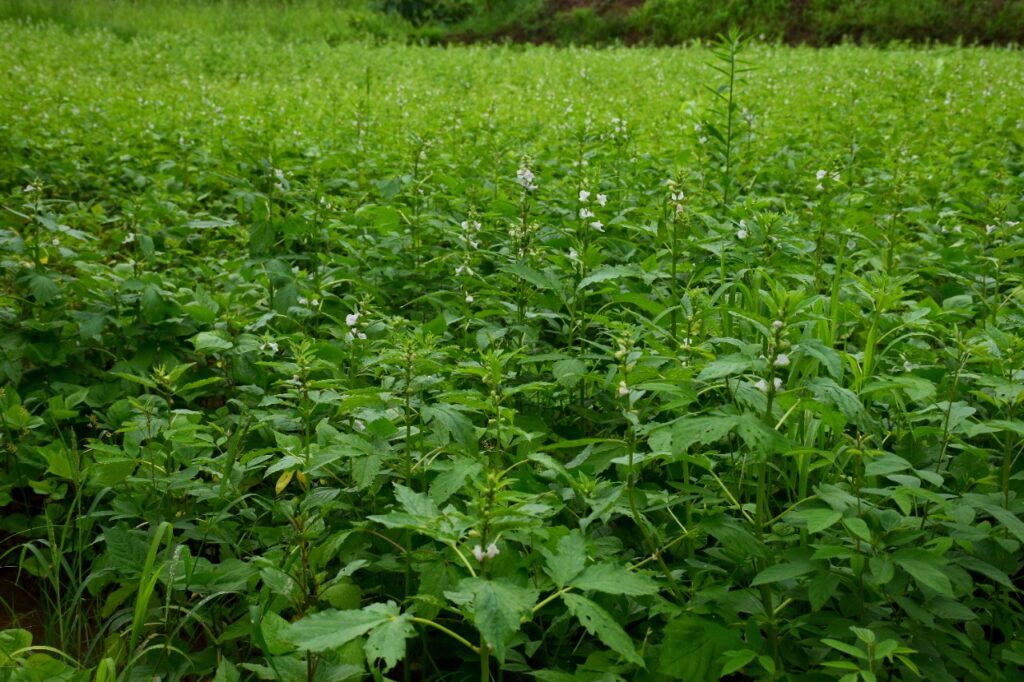 Crops