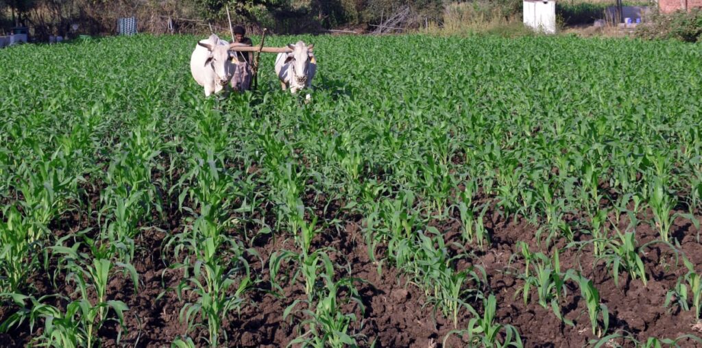 Crops