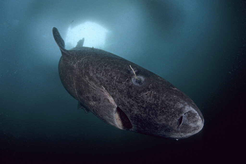 greenland shark