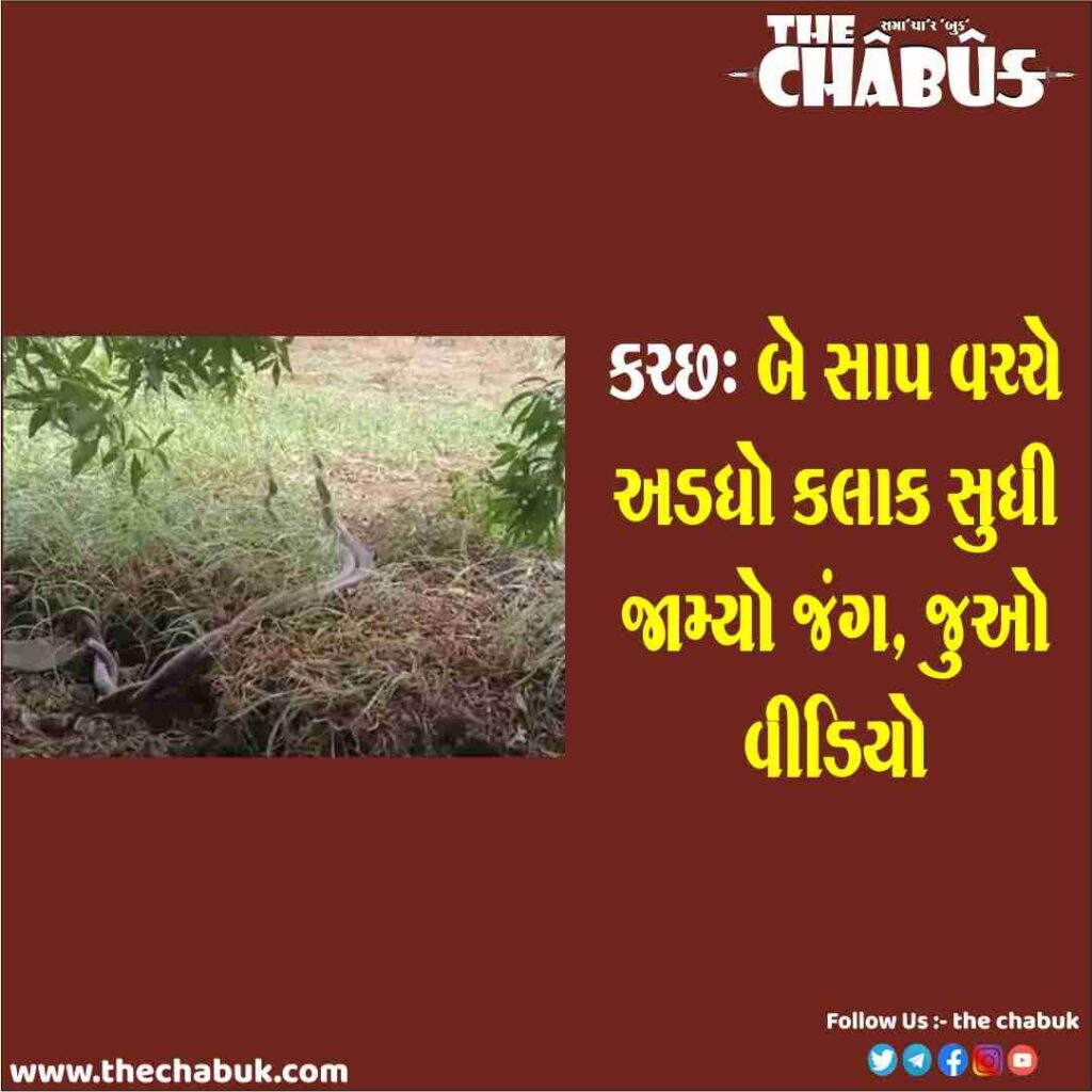 Kutch Snake Fight