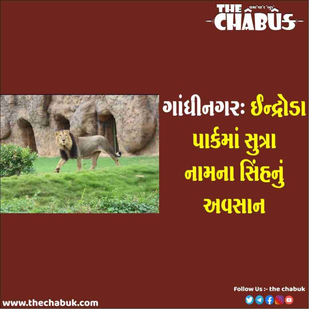 Gandhinagar A lion named Sutra died in Indroda Park