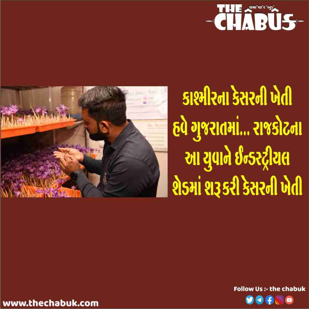 kesar farming