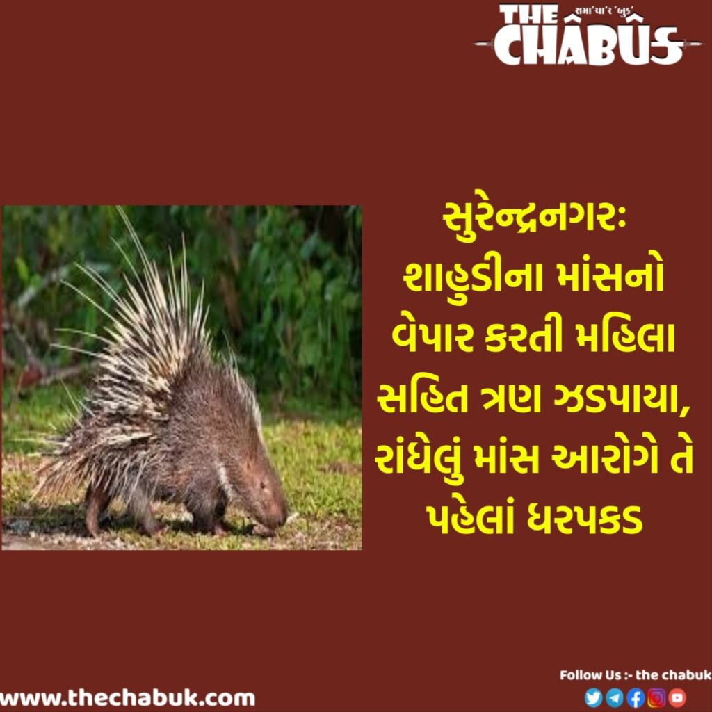 porcupine