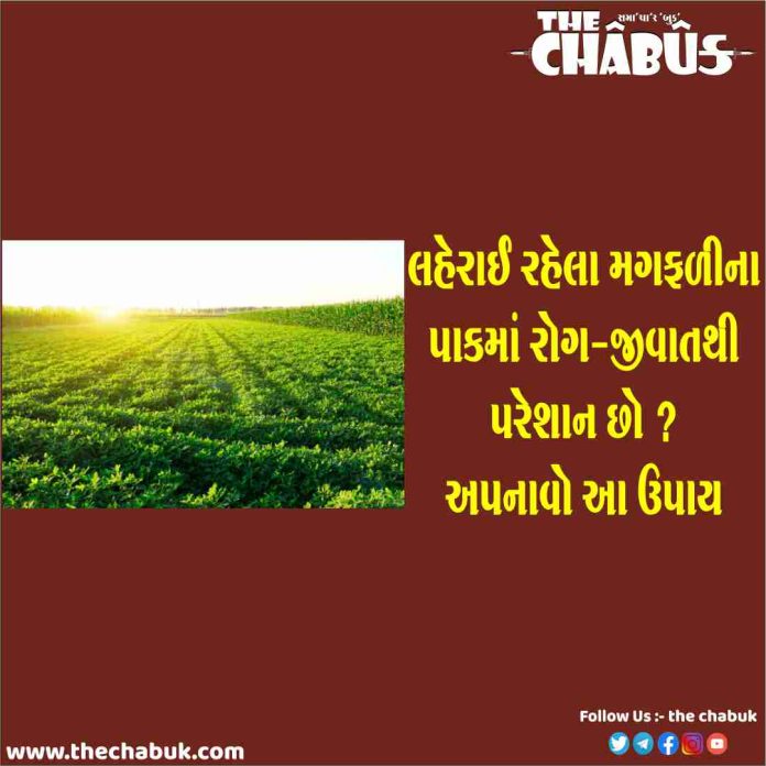 groundnut