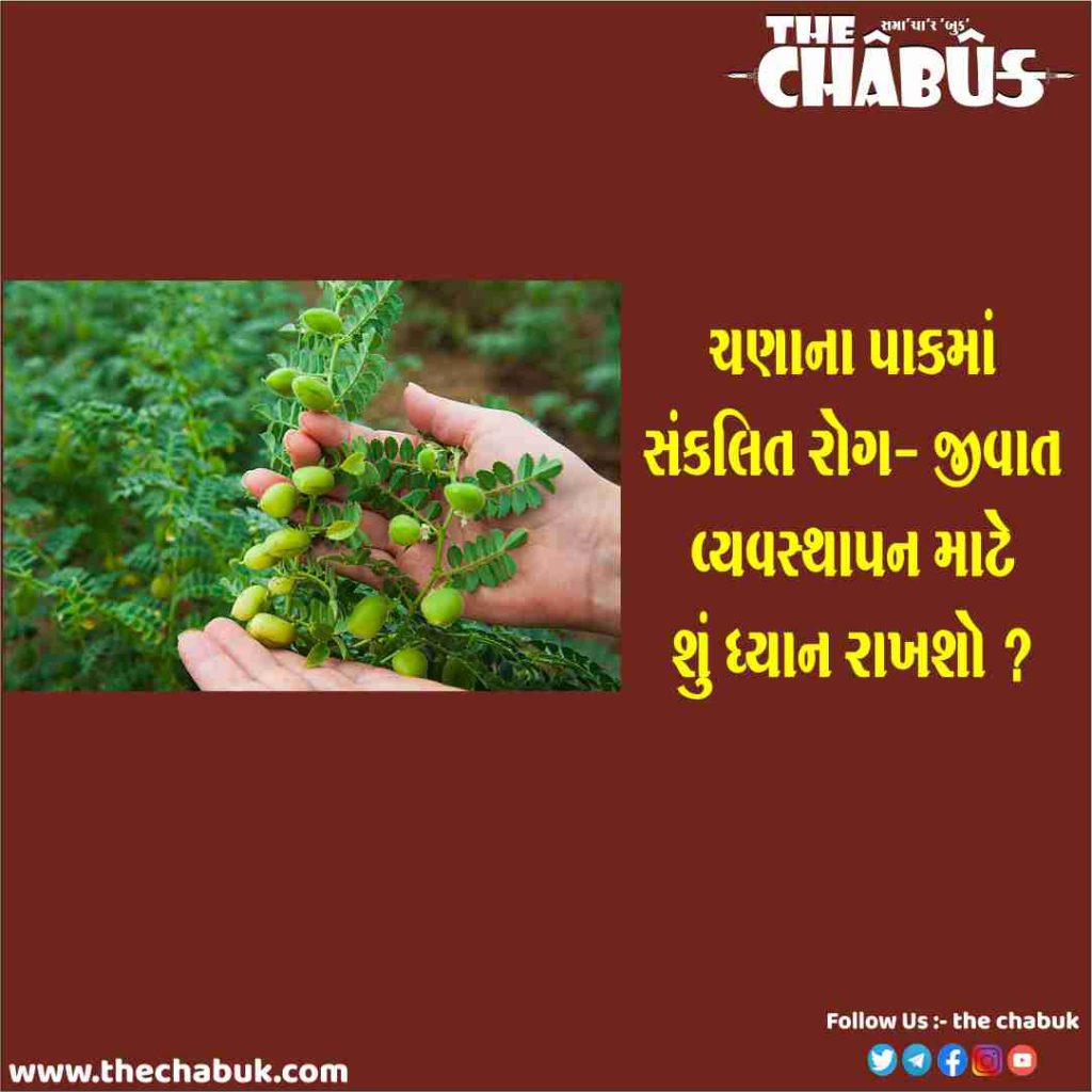 chana